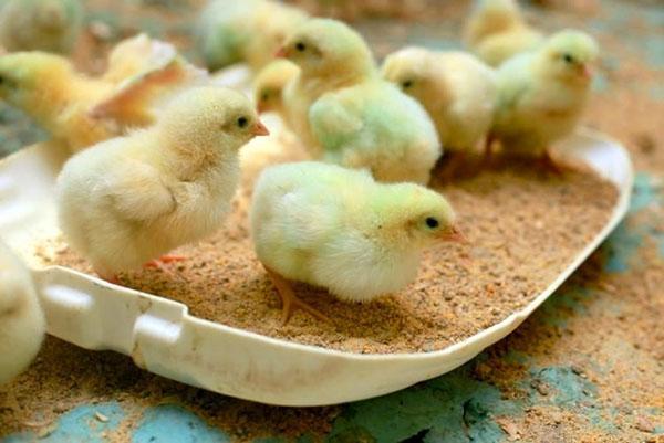 Les poussins d'un jour sont capables de sélectionner indépendamment l'alimentation