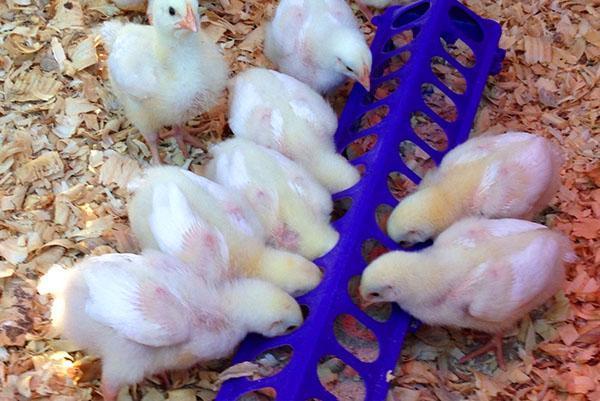 Mangeoire à poussins pratique