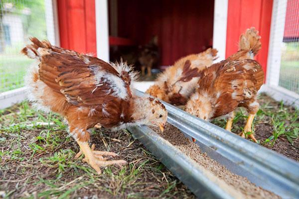 Poulets dans la volière