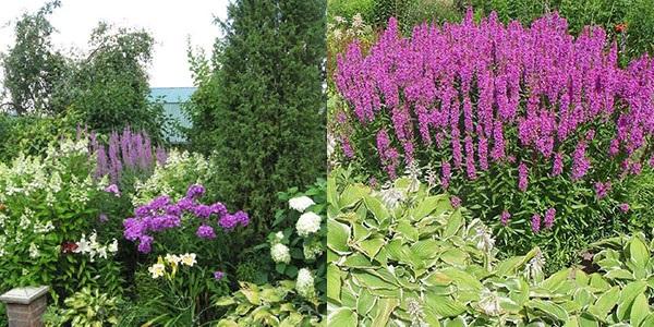 salicaria en macizos de flores