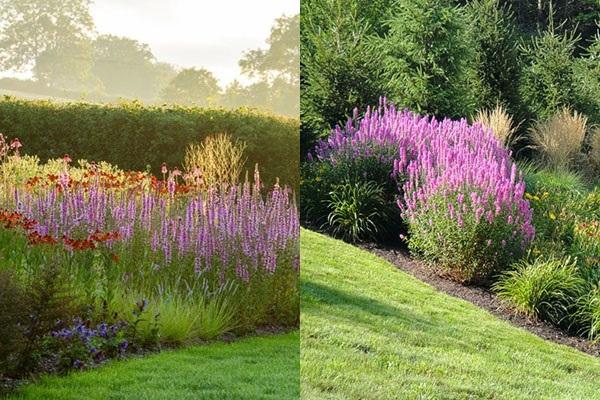 salicaria en el diseño del paisaje