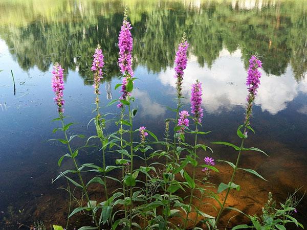 salicaria junto al estanque