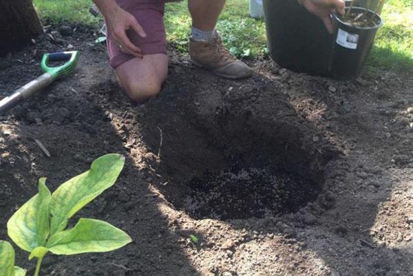 préparation de la fosse pour la plantation du dicentre