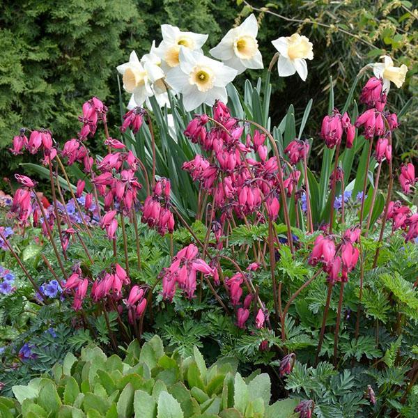 dicentre sur un parterre de fleurs