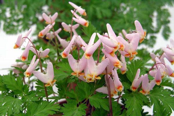 Klobuchkonosaya dicentra