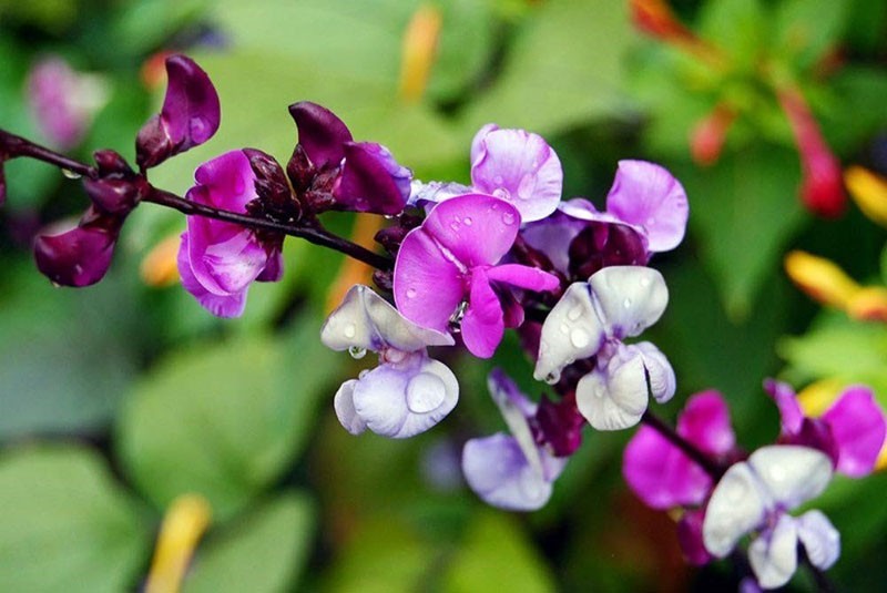 floraison lumineuse de dolichos