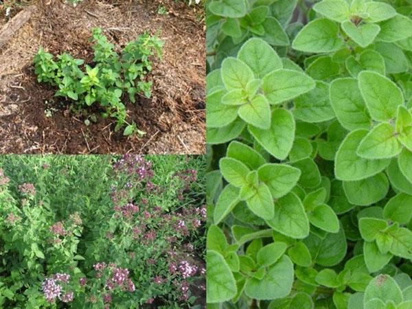 cultivo de orégano en campo abierto