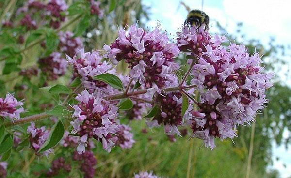 Aroma de miel de orégano