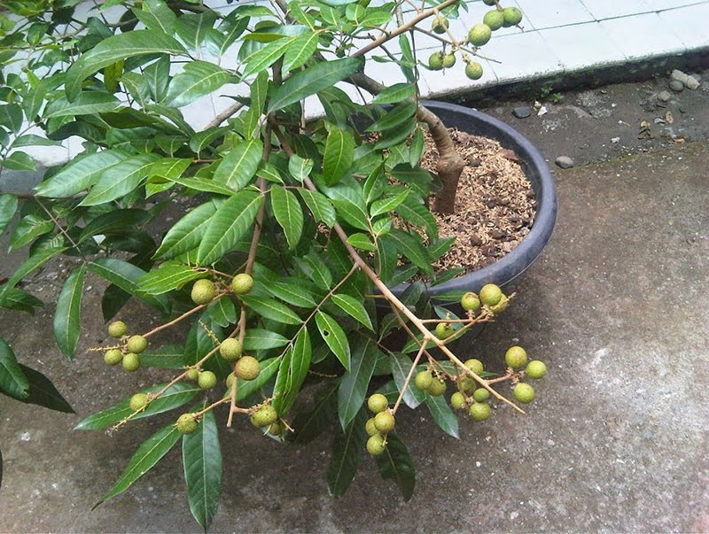 fruta longan en una olla