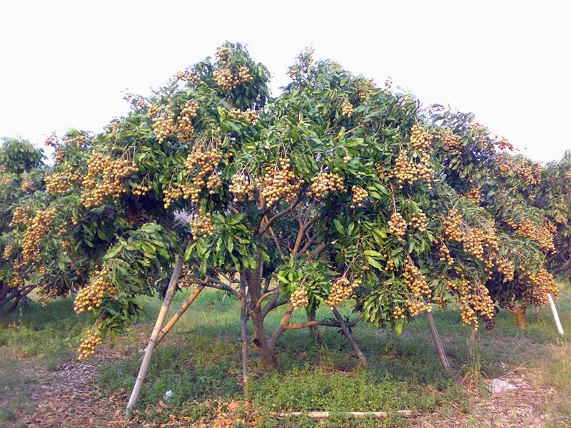 árbol frutal maduro