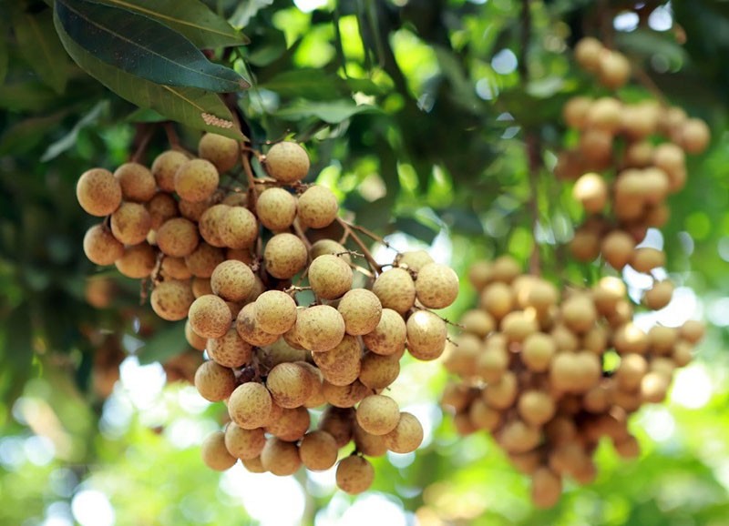 longan madura