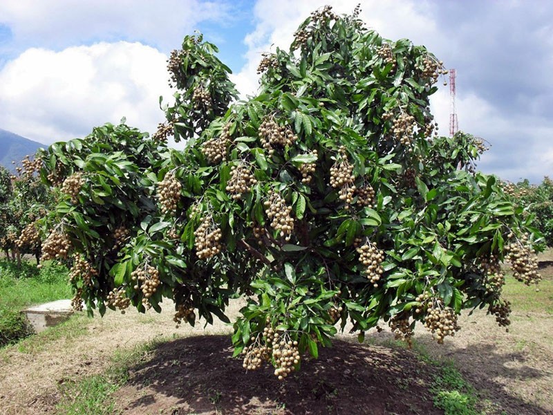 Cultivo de frutos de sauce longan en casa.