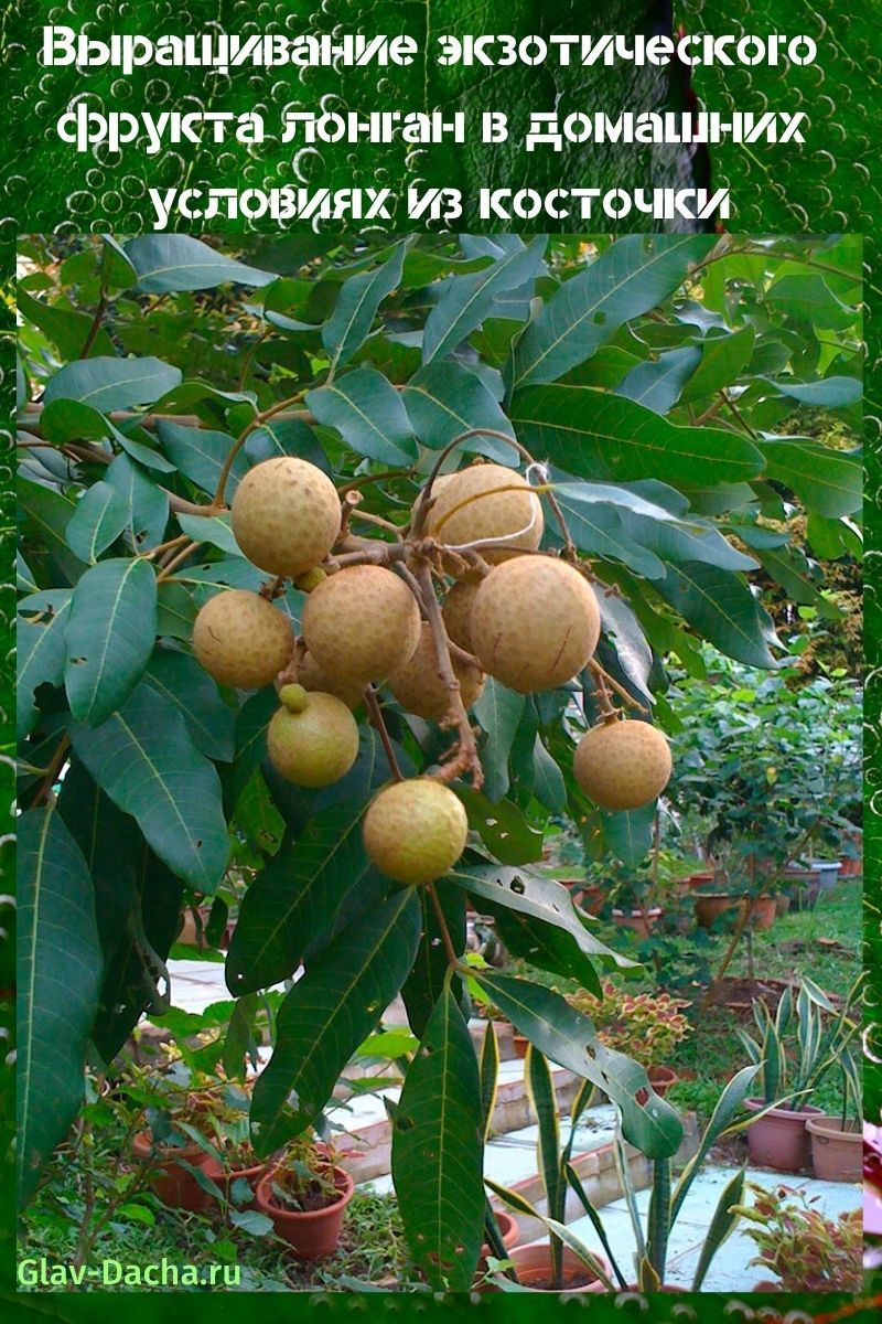 cultivo de longan en casa