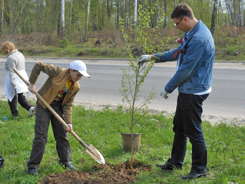 plantar una plántula de bosque