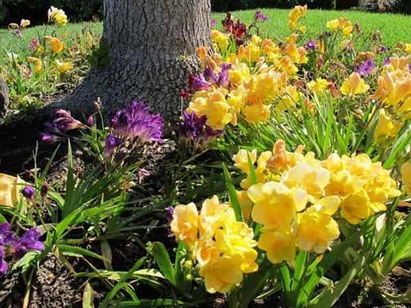 freesia dans le jardin