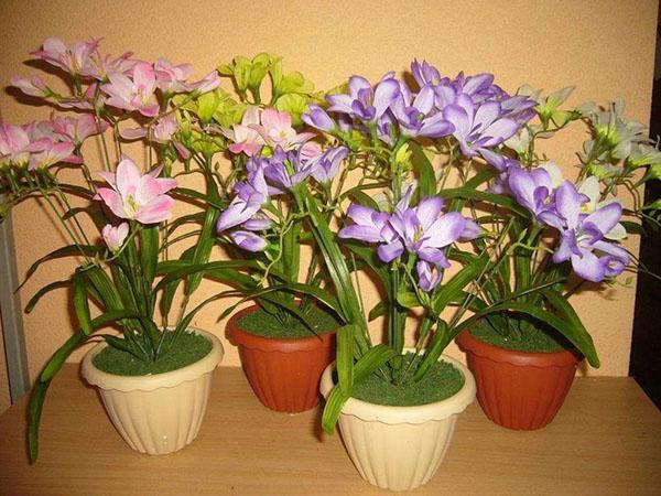 le freesia fleurit dans un pot