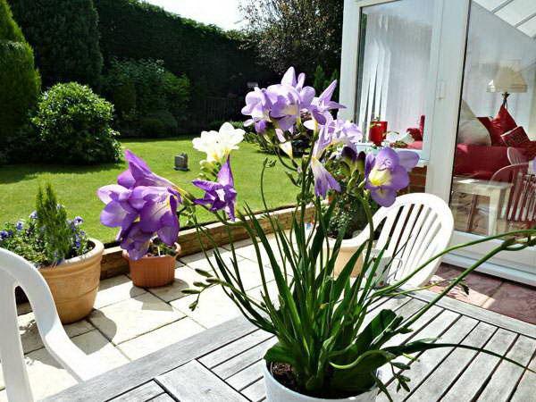 freesia dans un pot