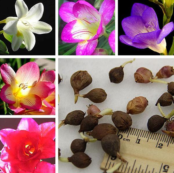 variétés de freesia à cultiver à la maison