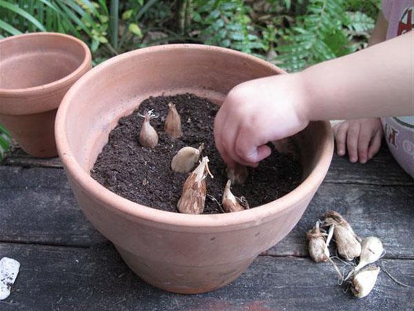 planter du freesia