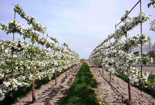 jardin en treillis après la taille de printemps