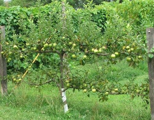 le pommier porte des fruits sur le treillis