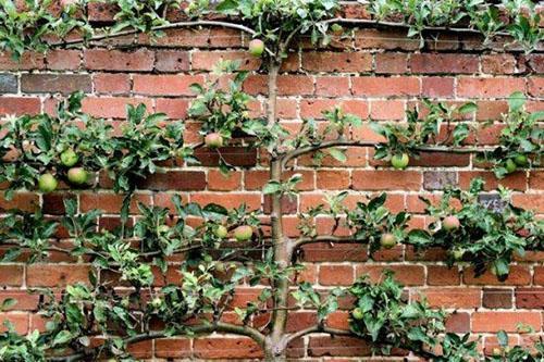 pommier sur le mur du garage