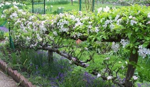 arbre fruitier sur treillis