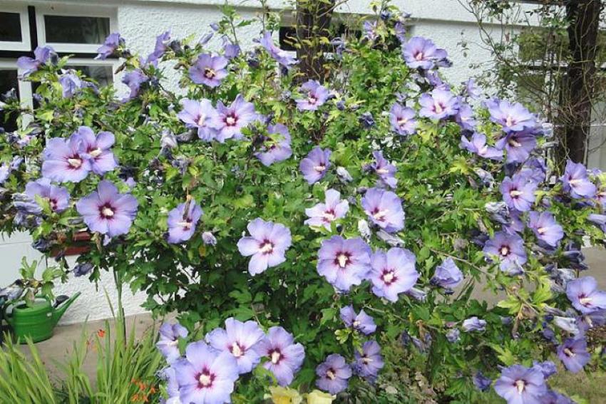 Hibisco sirio