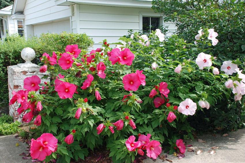 jardin d'hibiscus