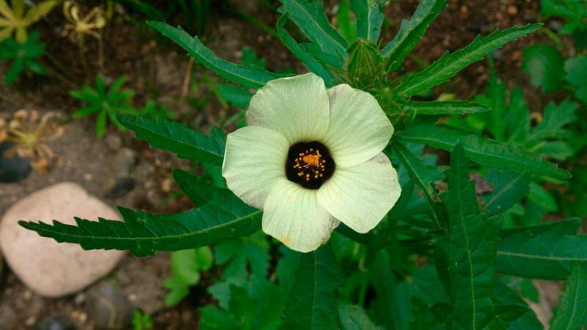 hibiscus trifolié