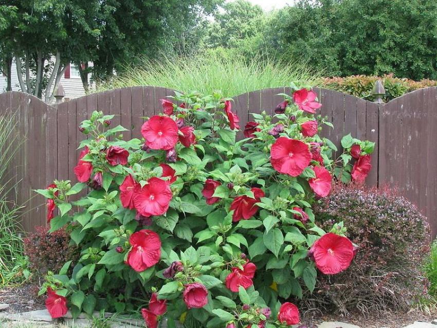 hierba de hibisco