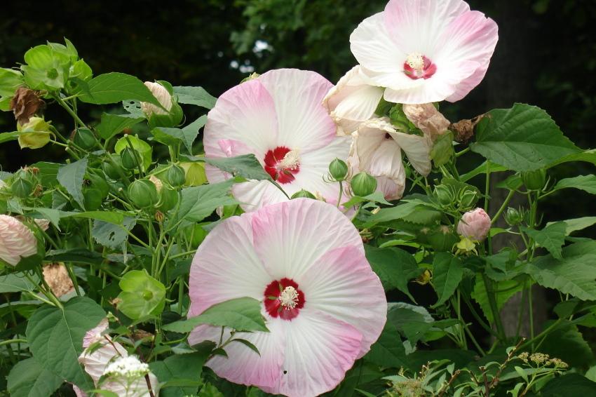 hibiscus des marais