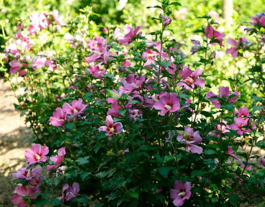 jardin d'hibiscus en pleine croissance