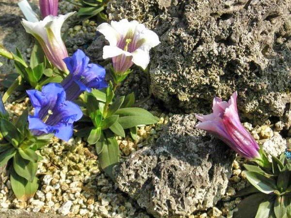 genciana de diferentes variedades