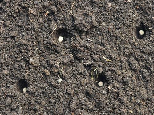 Plantar guisantes en campo abierto.