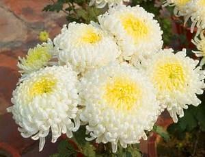 chrysanthèmes blancs
