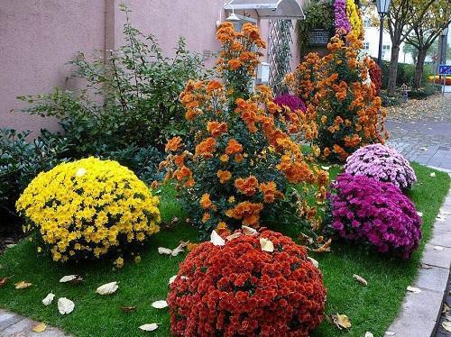 crisantemos en el macizo de flores