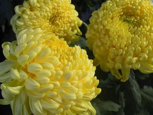 gros chrysanthème jaune