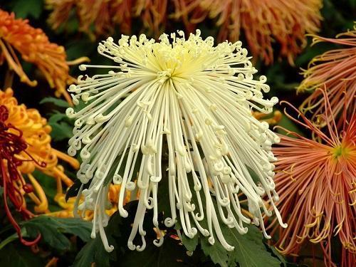 chrysanthème filamenteux