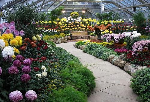 serre aux chrysanthèmes
