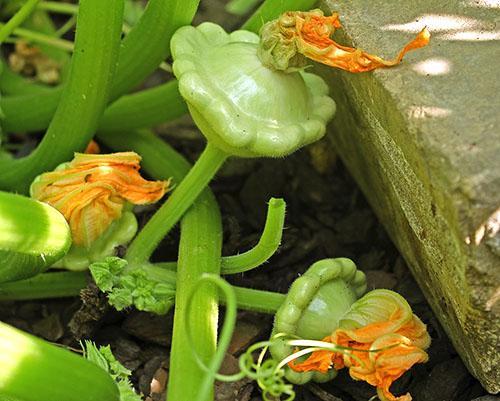 Patissons dans le jardin de campagne