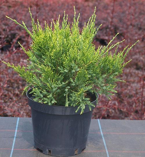 plántula de enebro Mint Julep