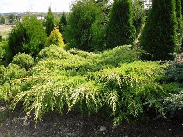 Mint Julep dans le parc