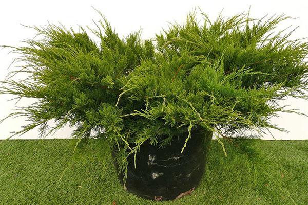 enebro Julepe de menta