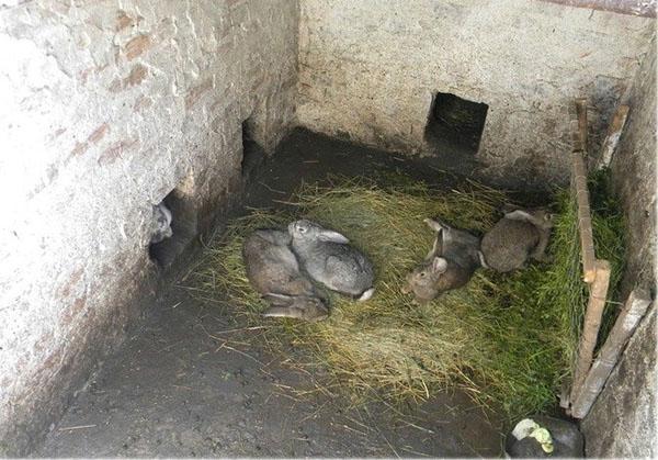 lapins dans la fosse