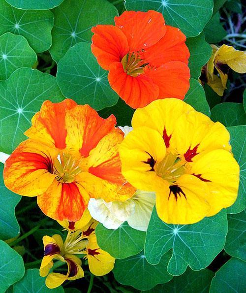 Belles fleurs lumineuses de capucine