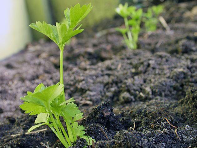 plantas fuertes