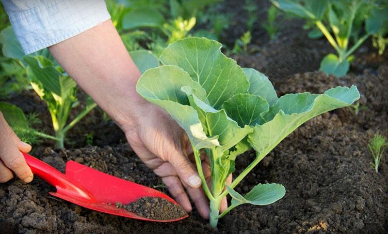 esquema de plantación de repollo