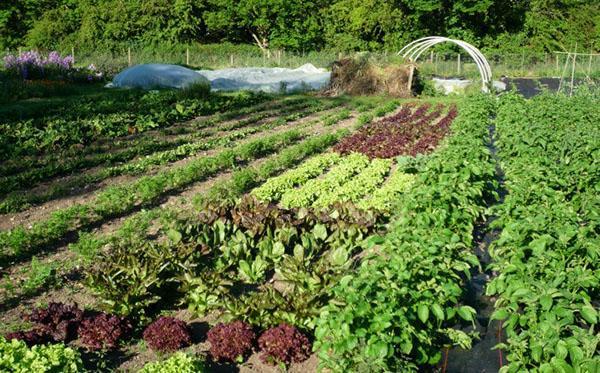 prendre soin des betteraves fourragères dans le jardin