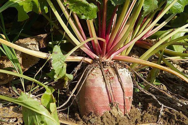 culture et entretien des betteraves fourragères